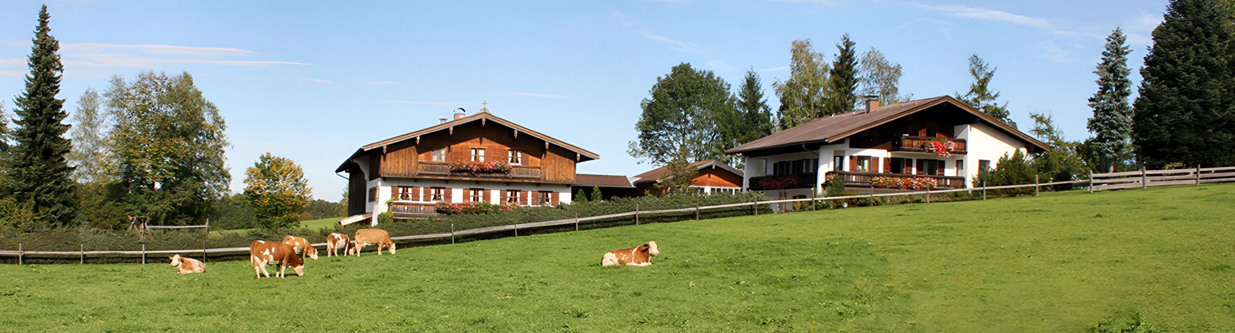 Panorama: links das Hofgebäude mit Holzbalkonen, rechts das weiße Ferienhaus, davor eine große Wiese, auf der Kühe grasen und liegen