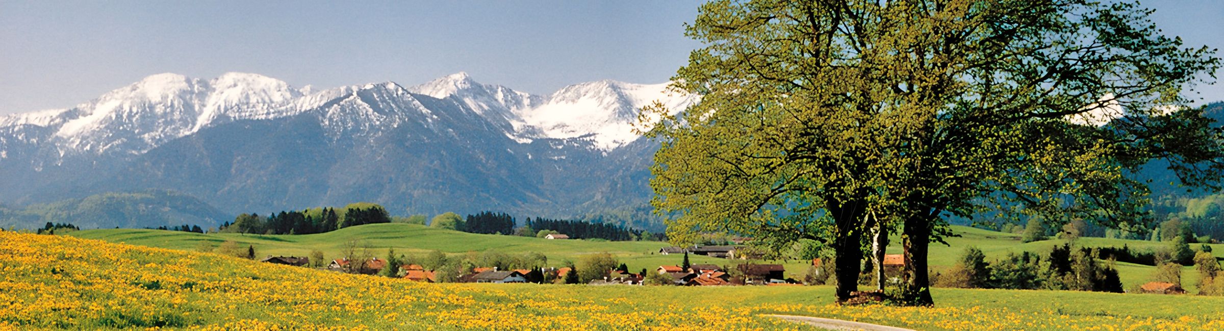 Panorama: eine gelb blühende Löwenzahnwiese, rechts ein großer Laubbaum, dahinter Höfe und eine schneebedeckte Bergkette