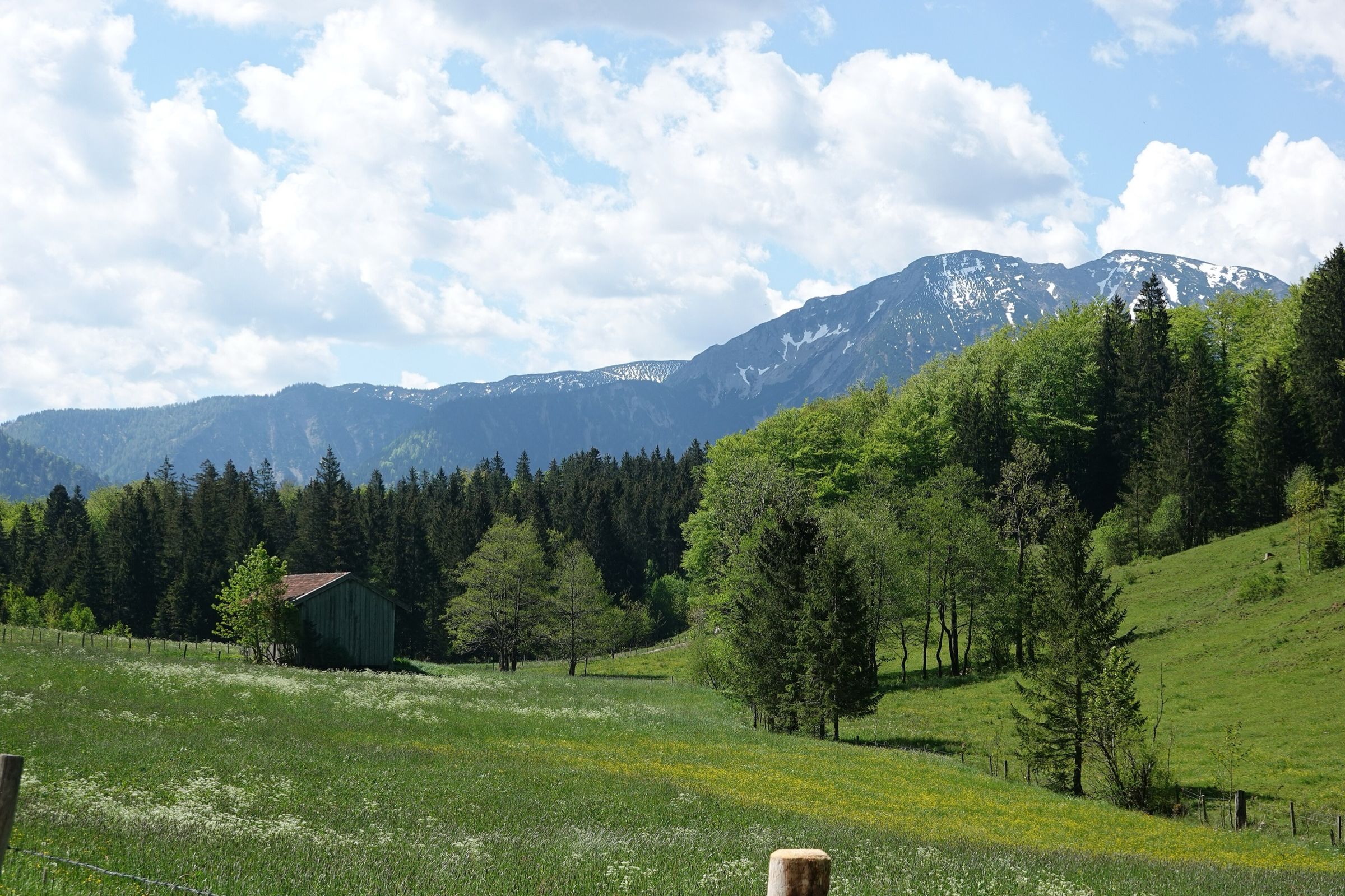 Blühende Wiese mit Heustadel und Waldrand, dahinter Berge mit den letzten Schneeresten