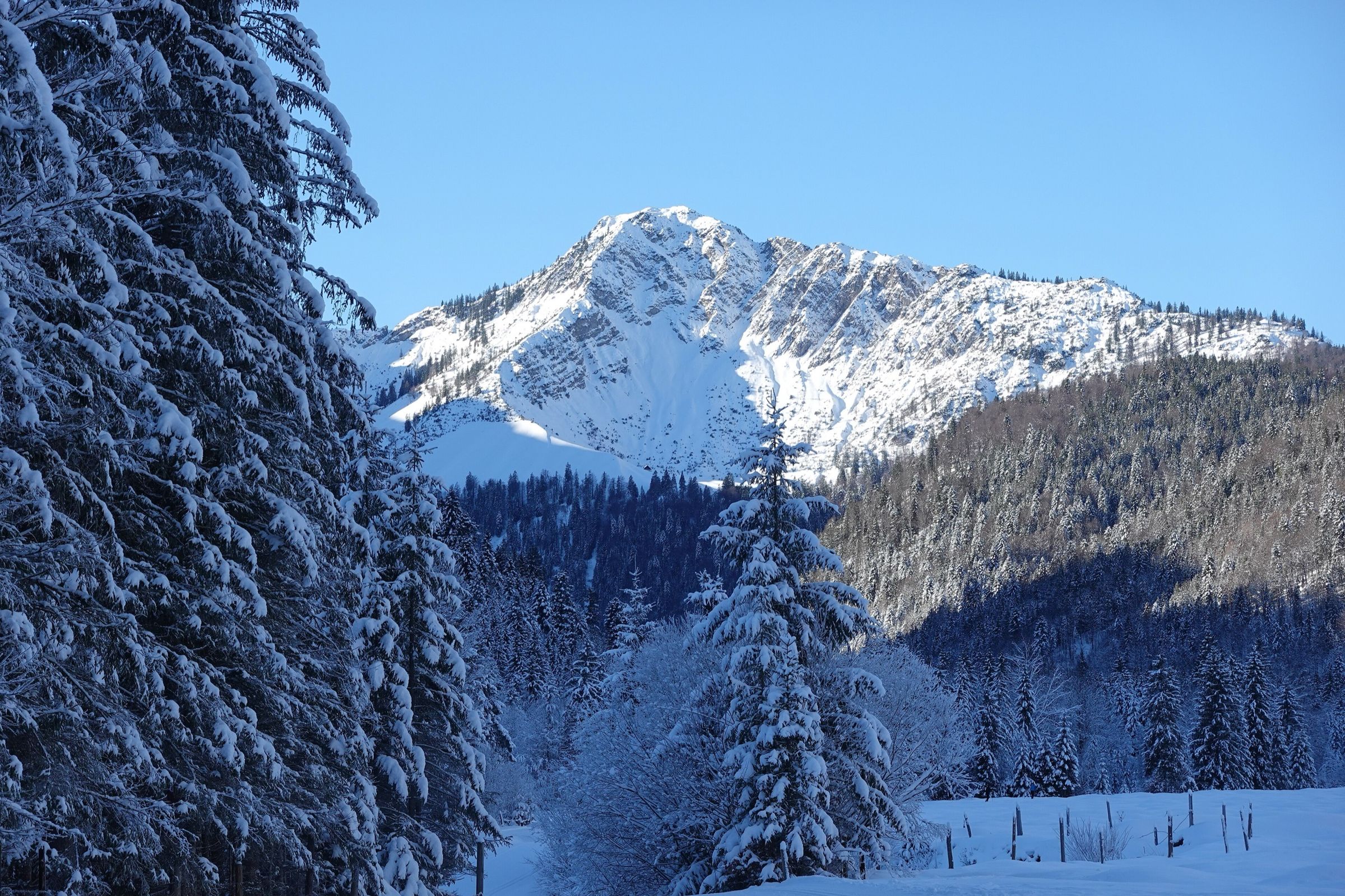 Verschneite Fichten rahmen den Blick auf einen schneebedeckten Gipfel unter blauem Himmel