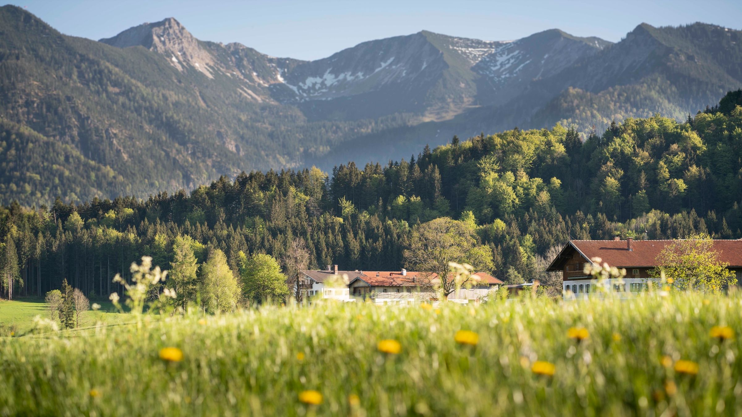 Löwenzahn in einer Frühlingswiese, dahinter Höfe am Waldrand und Gipfel mit Schneeresten
