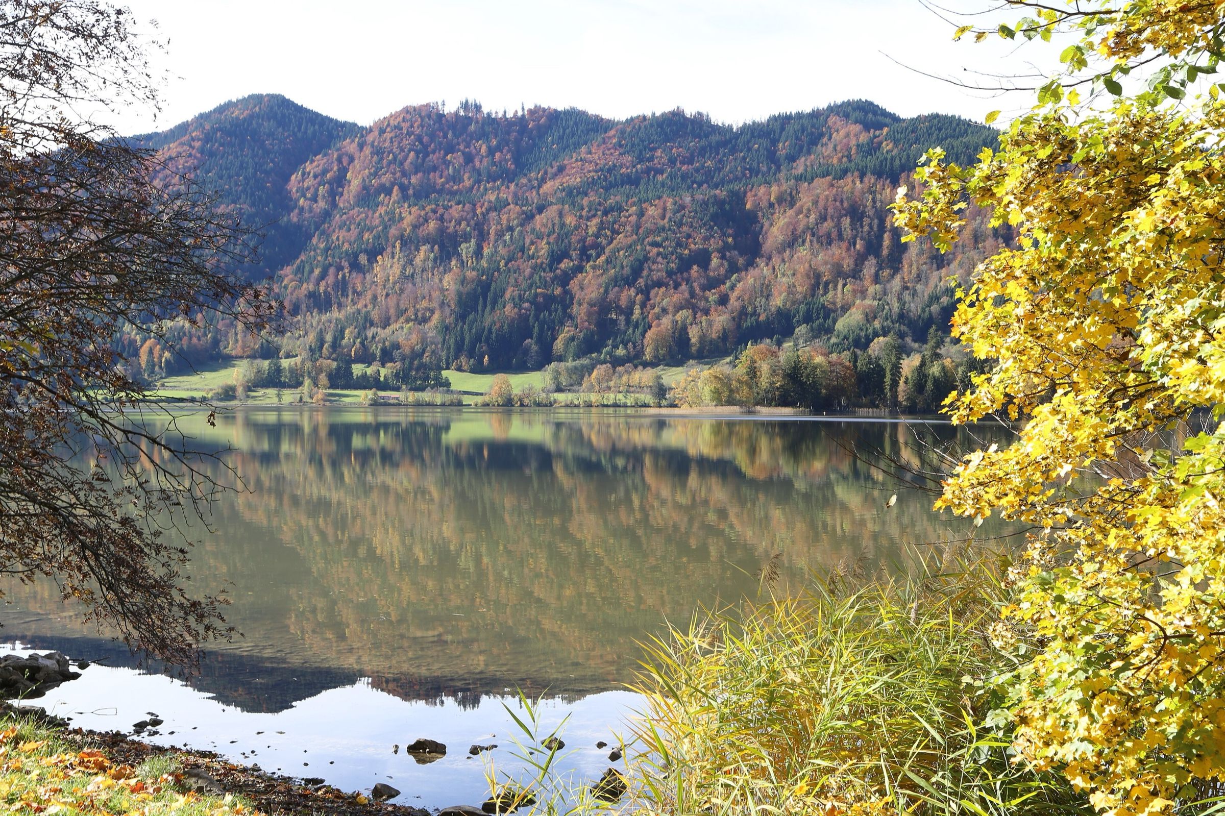 Der Schliersee spiegelt bunte Herbstwälder, vorne gelbes Laub und Schilf
