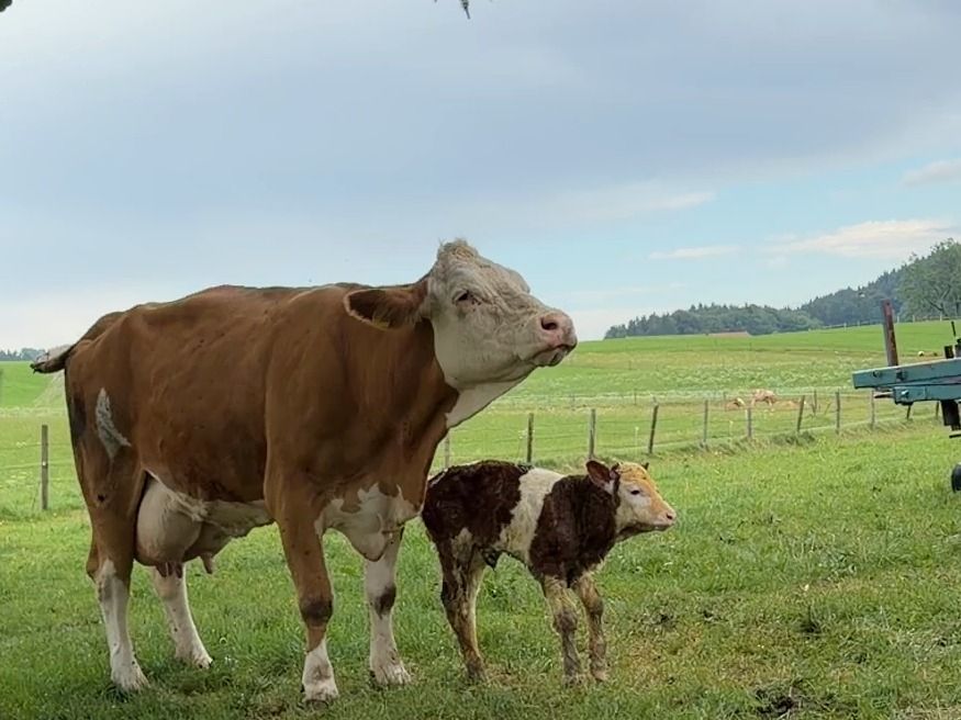 Ein junges Kalb steht neben seiner Mutter auf der Weide und schaut in die Kamera