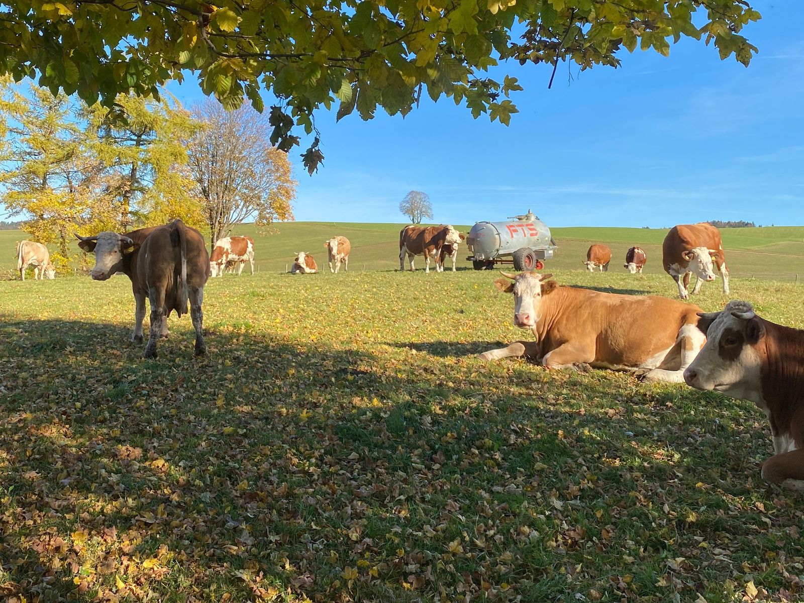 Braun-weiße Kühe liegen und stehen im Schatten eines Baums mit gelbem Herbstlaub, dahinter weitere Kühe auf der Weide
