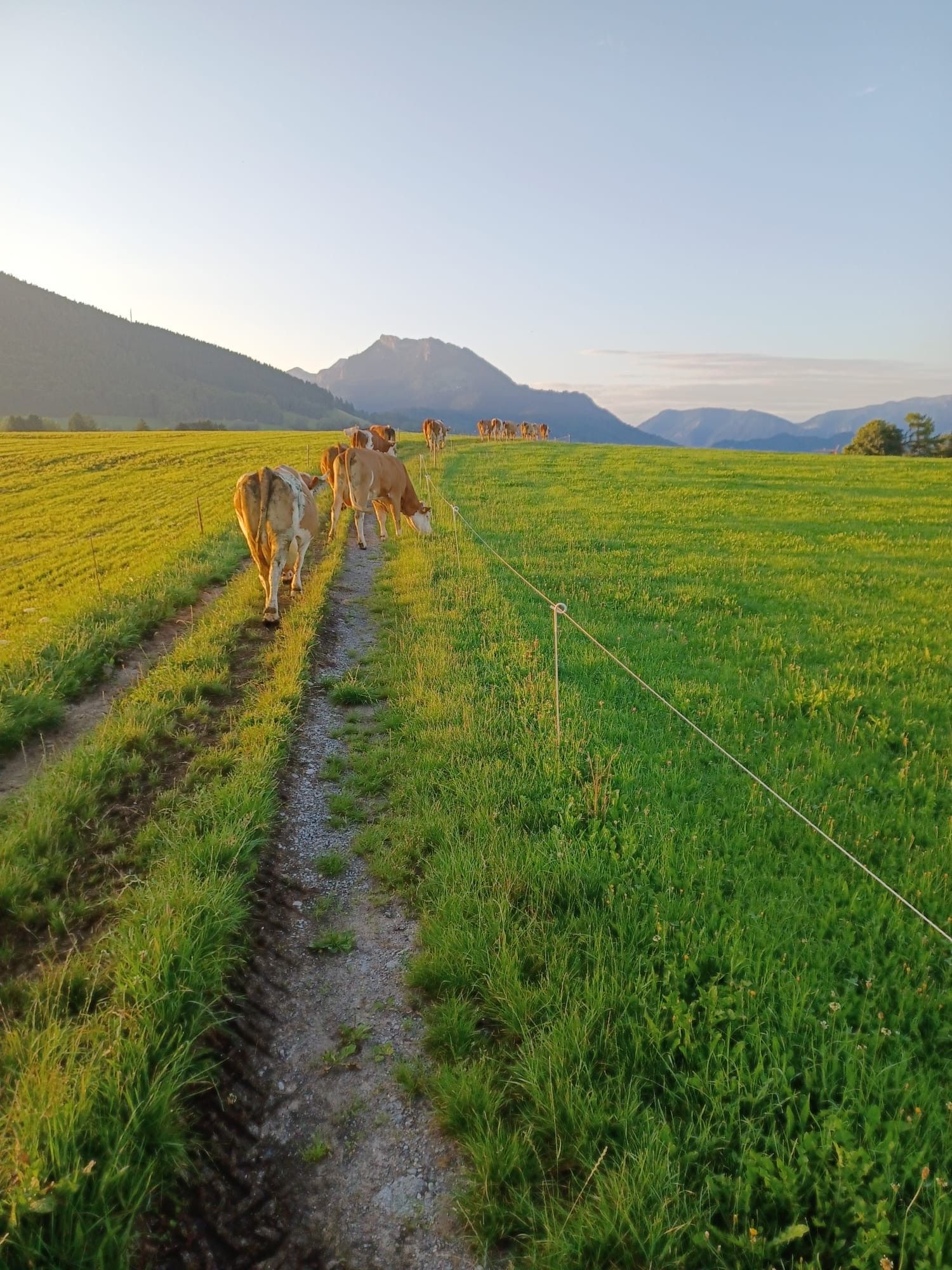 Kühe ziehen im Abendlicht auf einem Weg an der Weide entlang, dahinter Berge