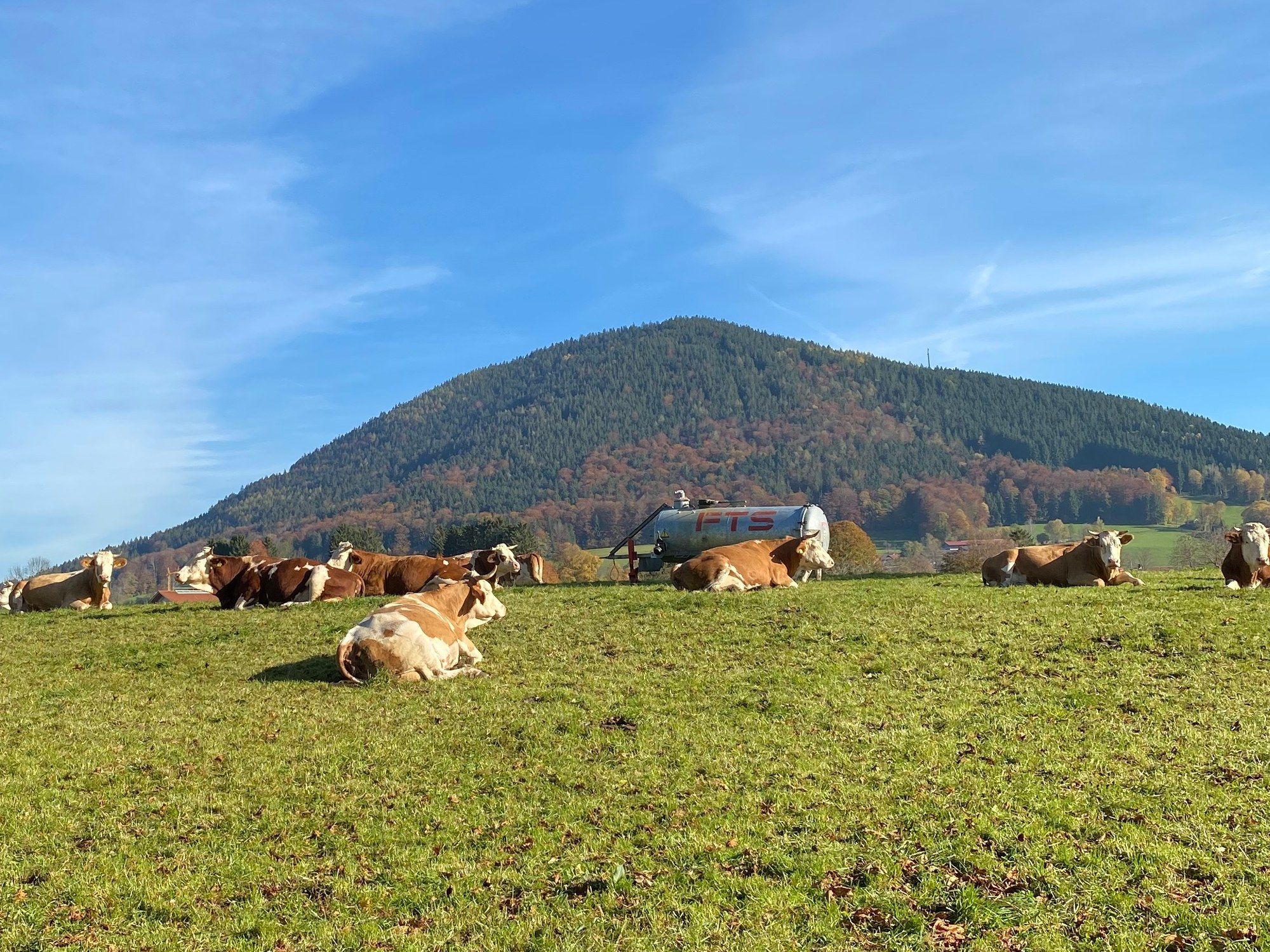 Braun-weiße Kühe liegen in der Sonne auf der Weide, dahinter ein bewaldeter Berg unter blauem Himmel