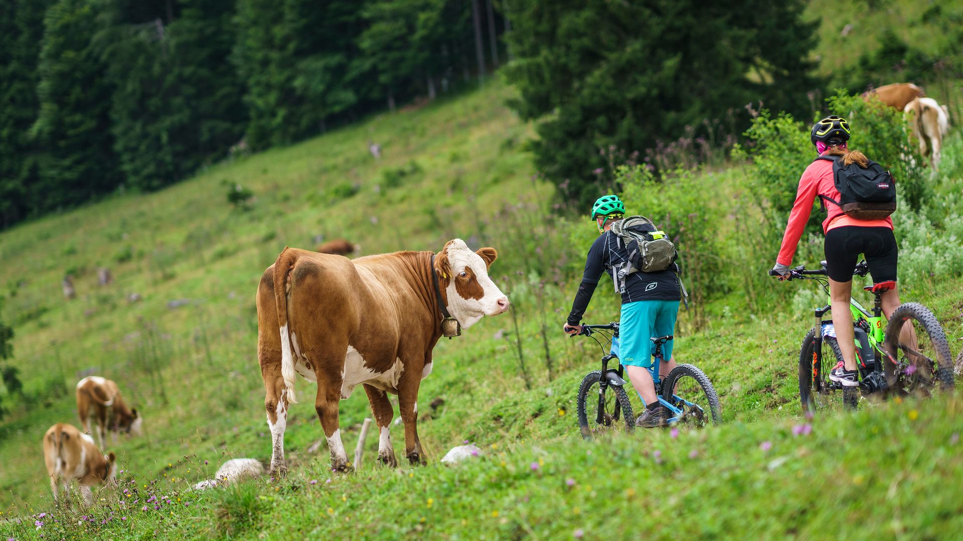 Zwei Mountainbiker mit Helm und Rucksack fahren von hinten gesehen am Hang einer Almweide, daneben steht eine braun-weiße Kuh mit Glocke, weiter hinten grasen Kälber vor dem Fichtenwald