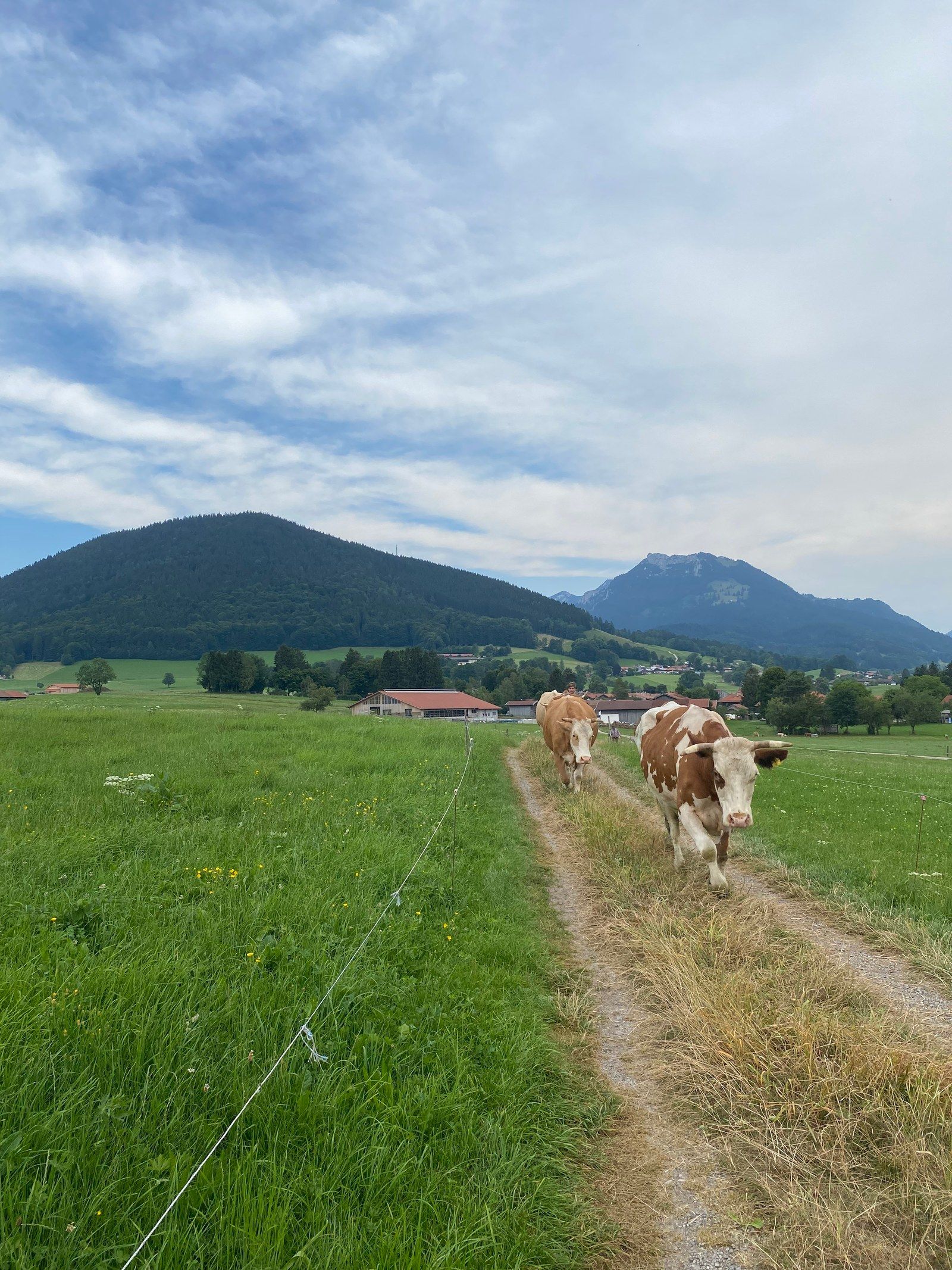 Ein Feldweg führt über die Wiese auf die Berge zu, auf dem Weg zwei braun-weiße Kühe, dahinter ein bewaldeter Berg und ein Felsgipfel unter Wolken
