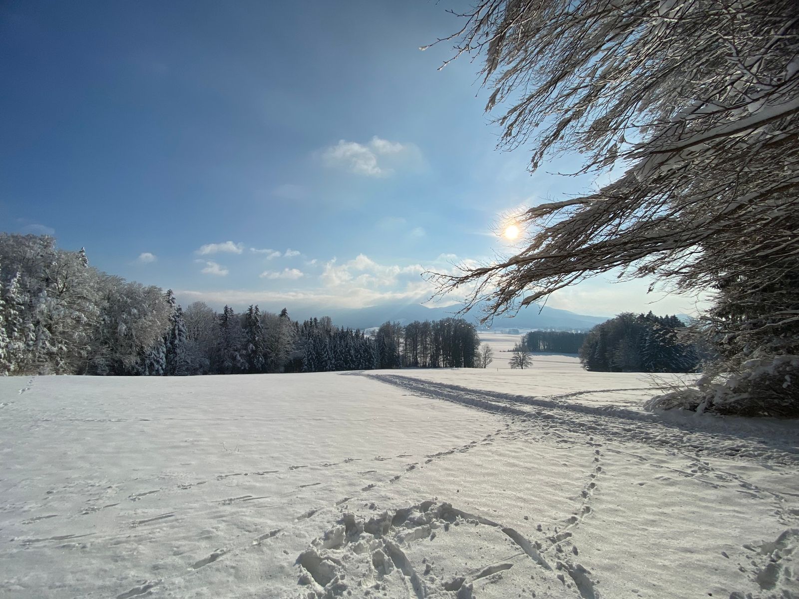 Verschneites Feld mit Fußspuren, rechts verschneite Zweige, die Sonne steht tief über dem Wald