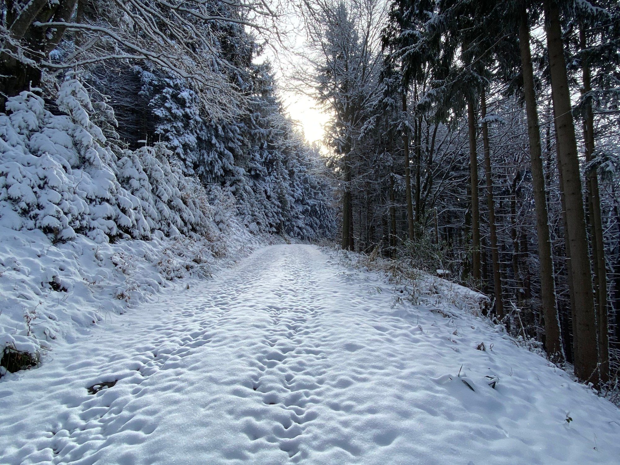 Verschneiter Waldweg zwischen Fichten und bereiften Büschen, weiter vorn scheint die Sonne durch die Bäume