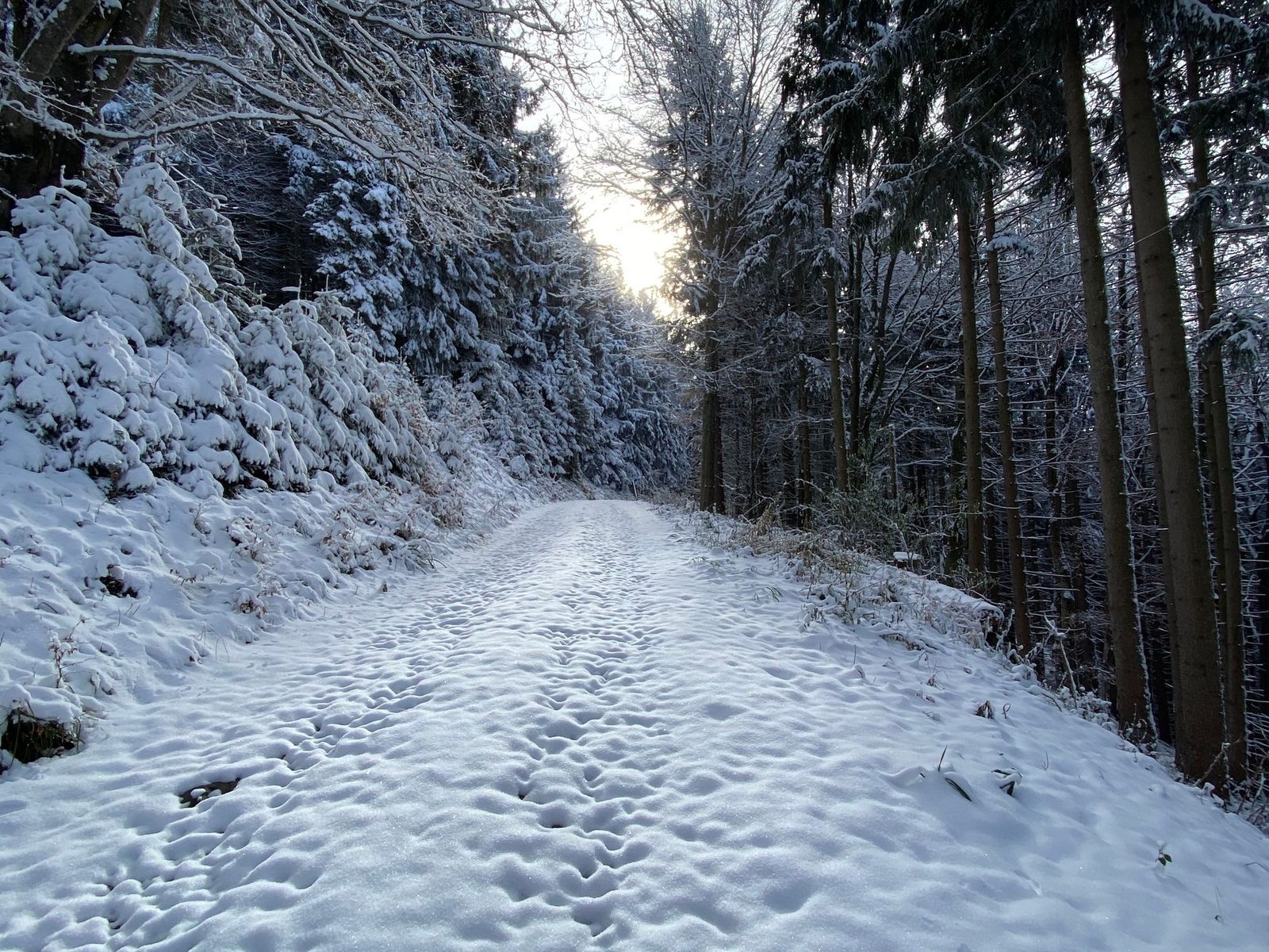 Verschneiter Waldweg zwischen Fichten und bereiften Büschen, weiter vorn scheint die Sonne durch die Bäume