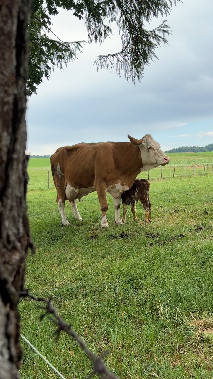 Mutterkuh mit ihrem neugeborenen Kalb auf der Weide, das Kalb trinkt am Euter